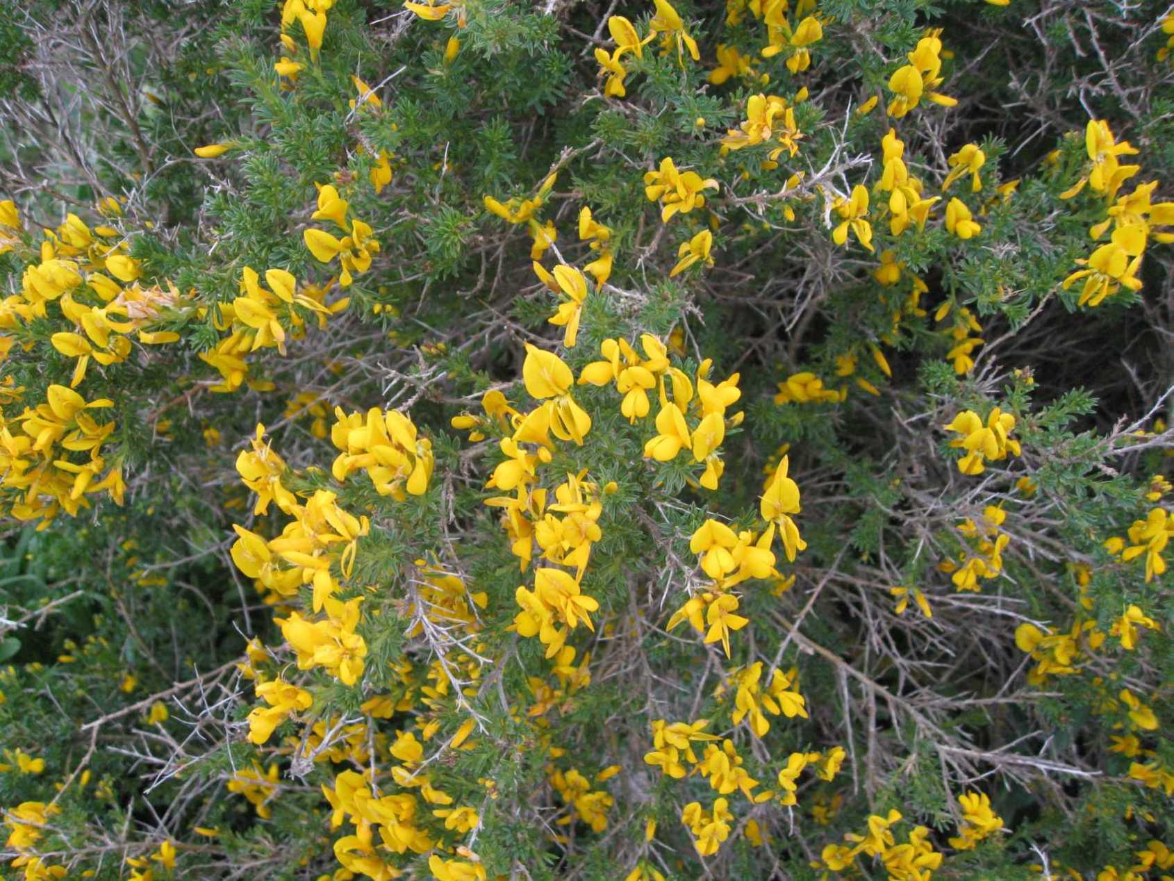 Genista morisii / Ginestra di Moris